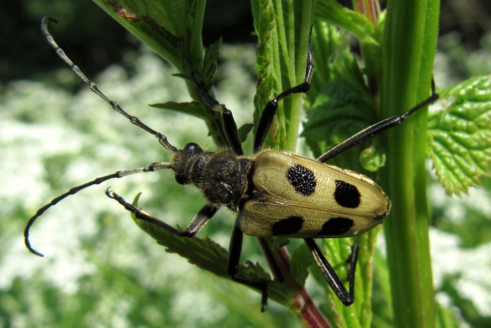 Жук усач желтый