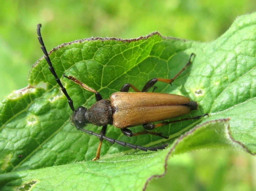 Жуки усачи Ленинградской области