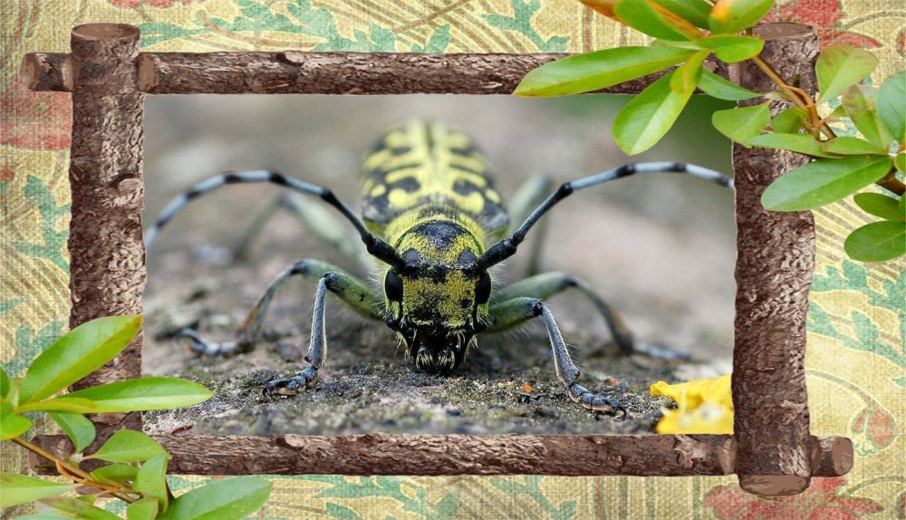 Жук усач дровосек Мимикрия