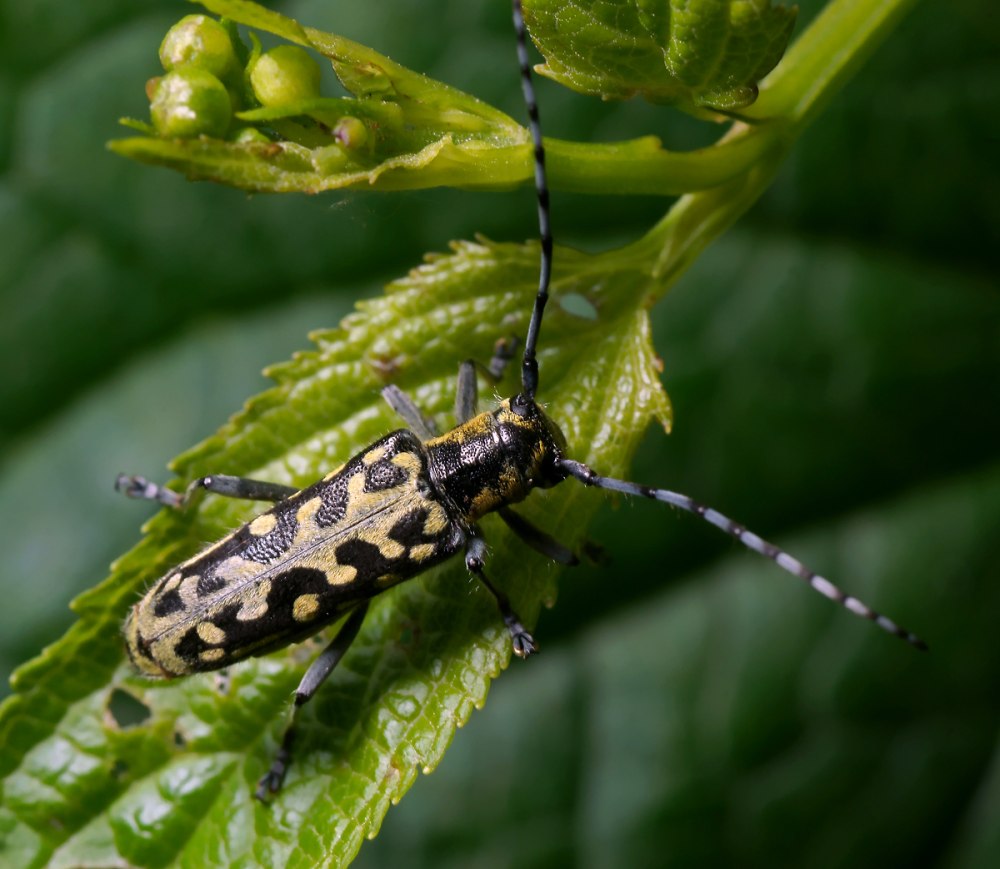 Жук Saperda scalaris