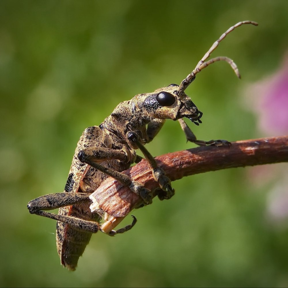 Жук Стригун короед