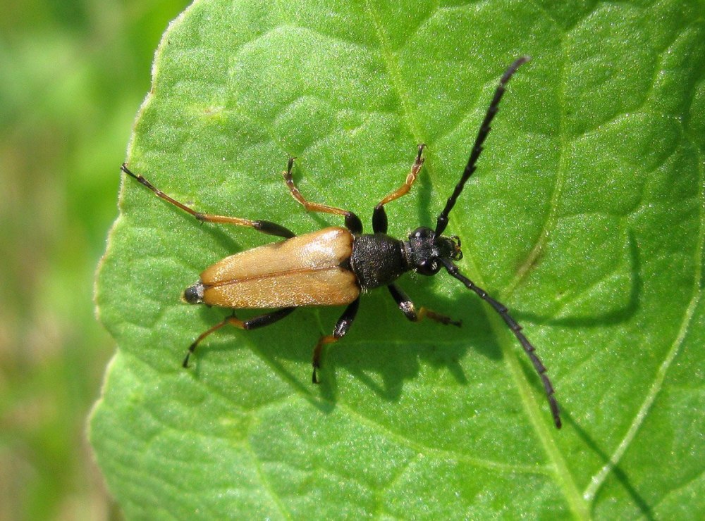 Дальневосточный усач