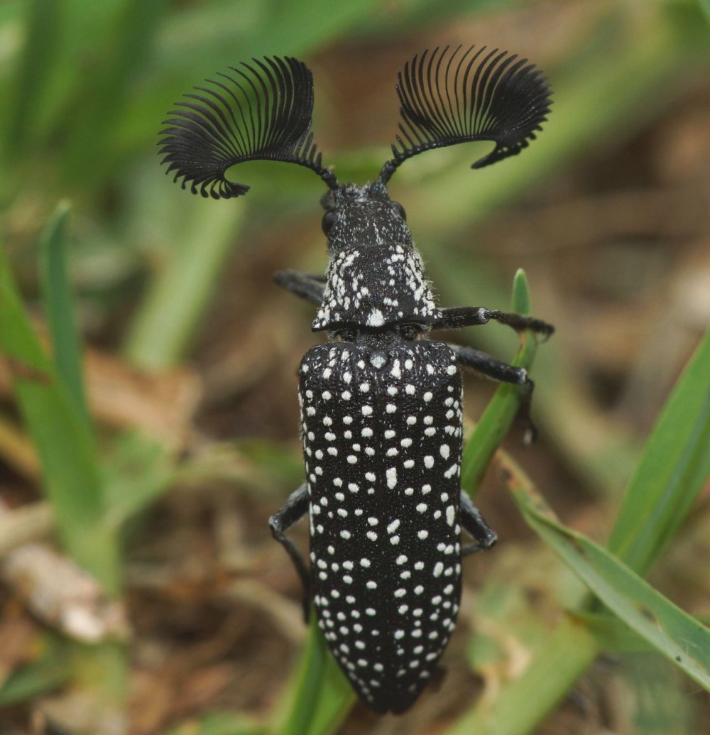 Жук усач полосатый