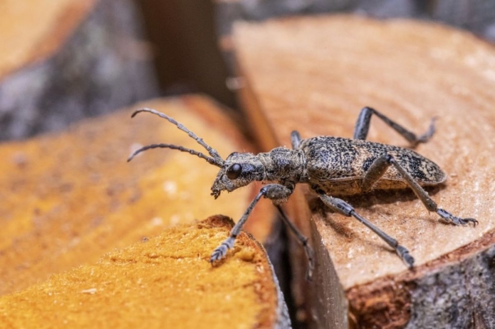 Живность Израиля Жук