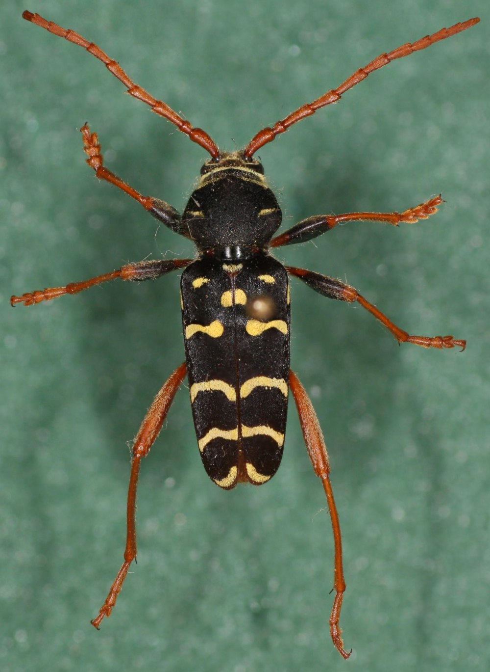 Усач пестрый Plagionotus detritus