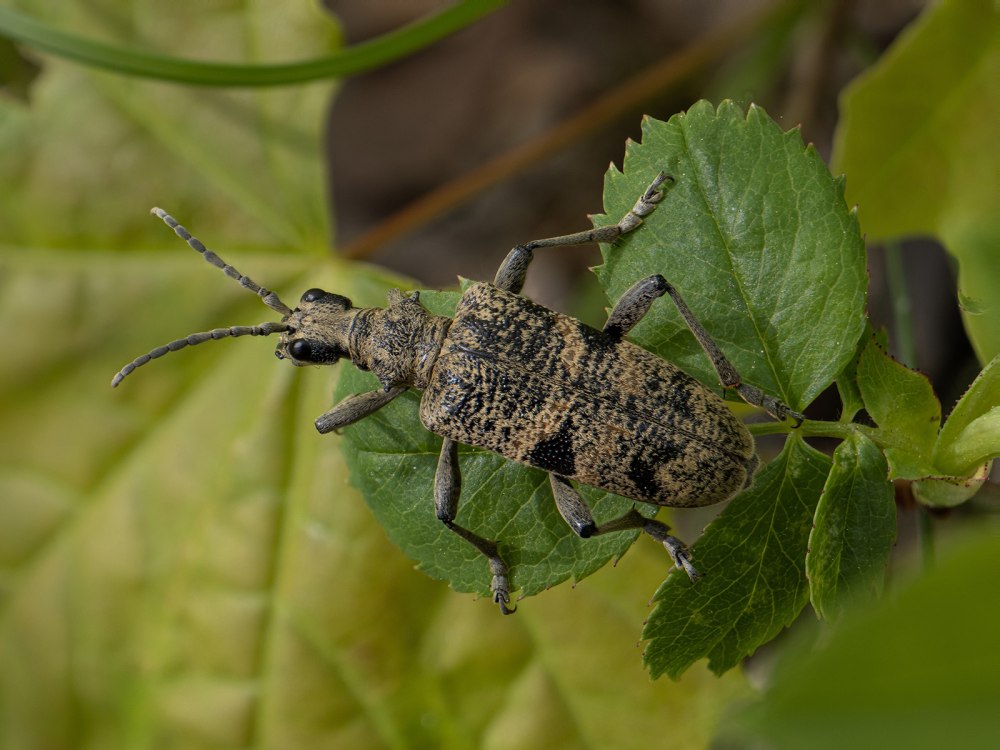 Рагий чернопятнистый