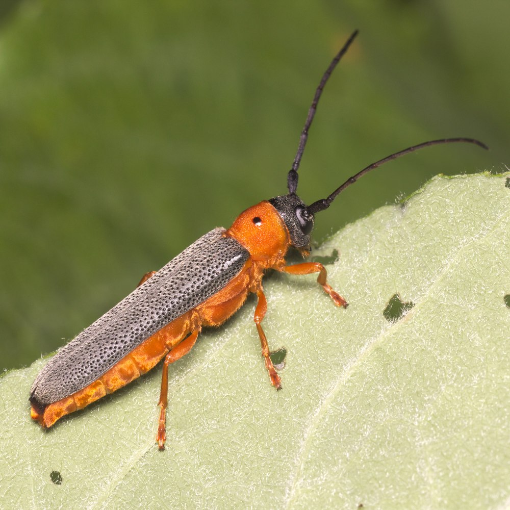 Усач красногрудый ивовый