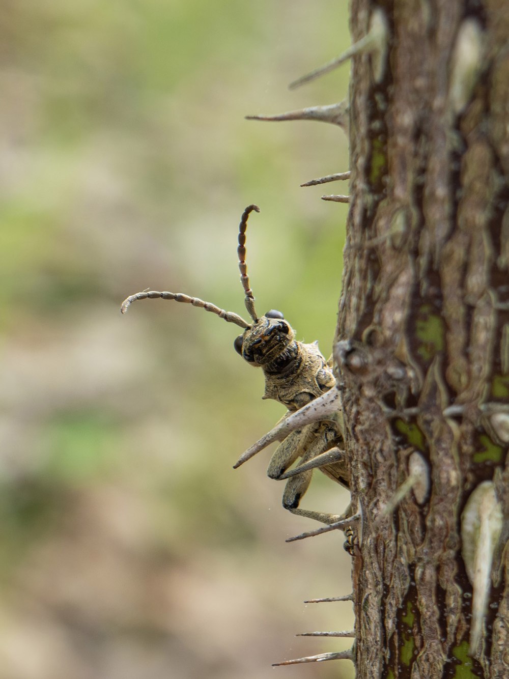 Жук усач рагий чёрнопятнистый