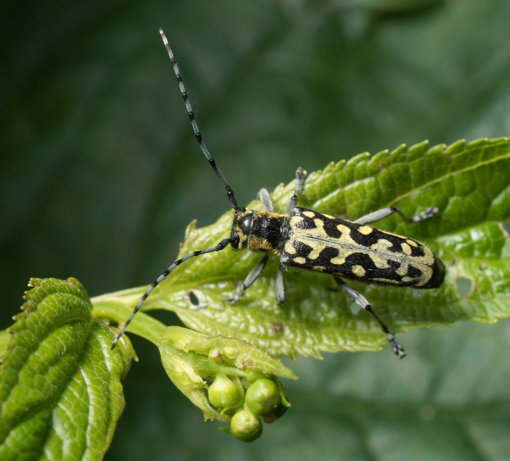 Жук Saperda scalaris