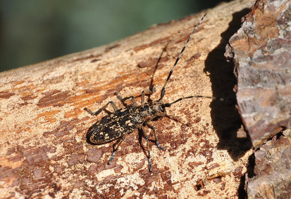 Черный Сосновый усач (Monochamus galloprovincialis oliv.)