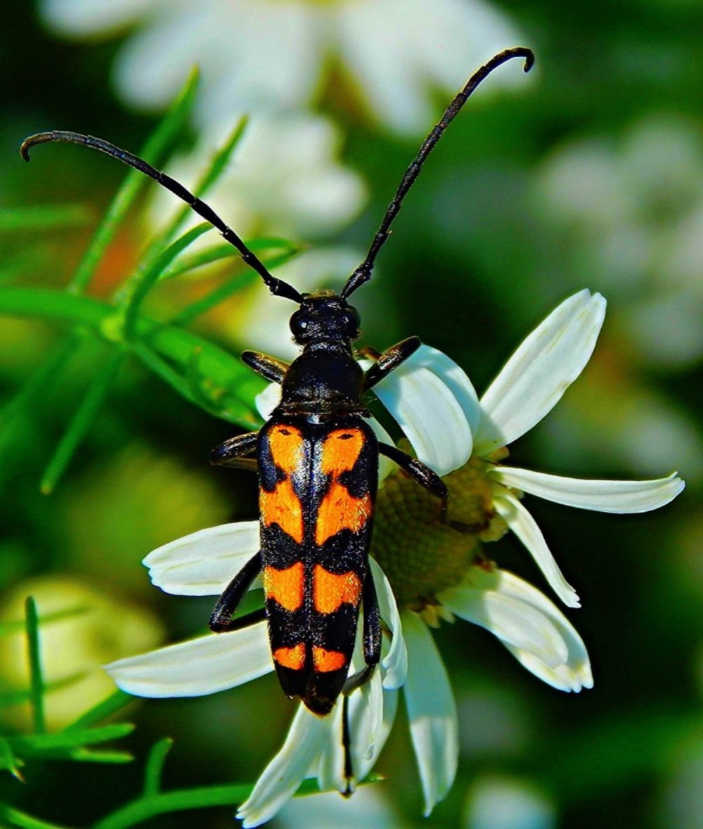 Усач Жук Странгалия