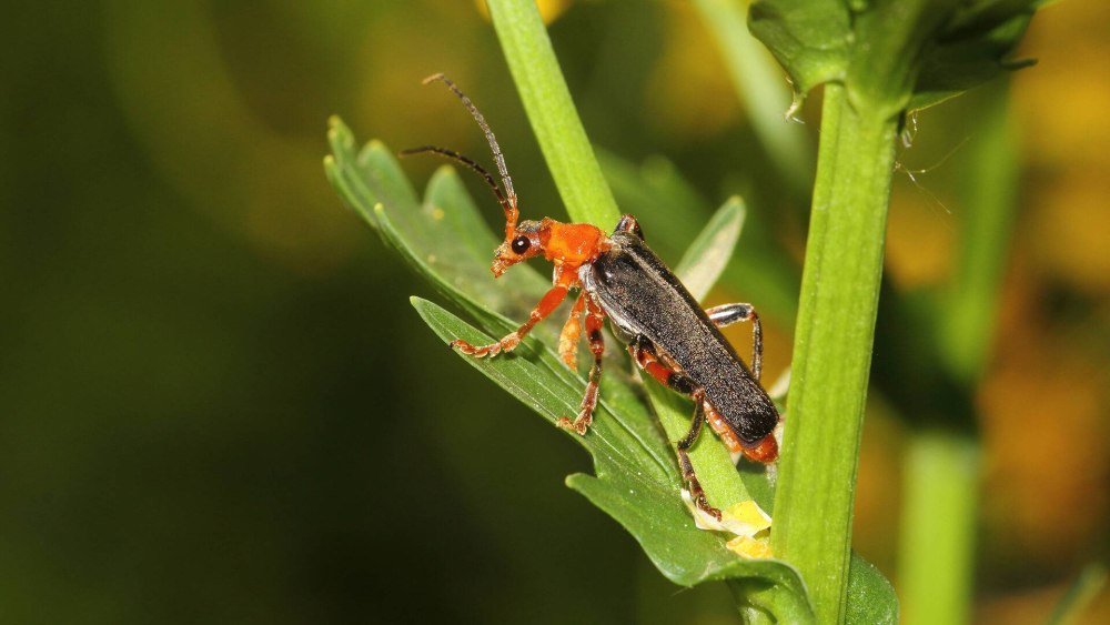 Жук усач плотник