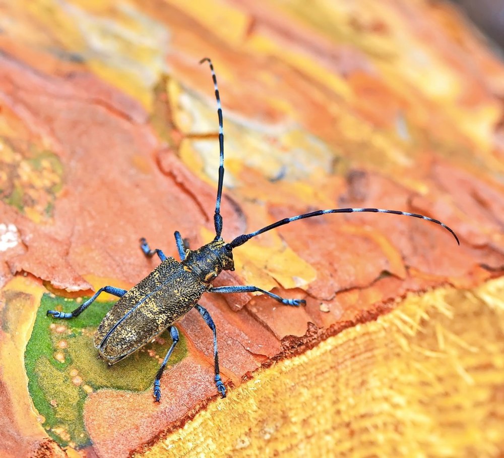 Жук короед усач