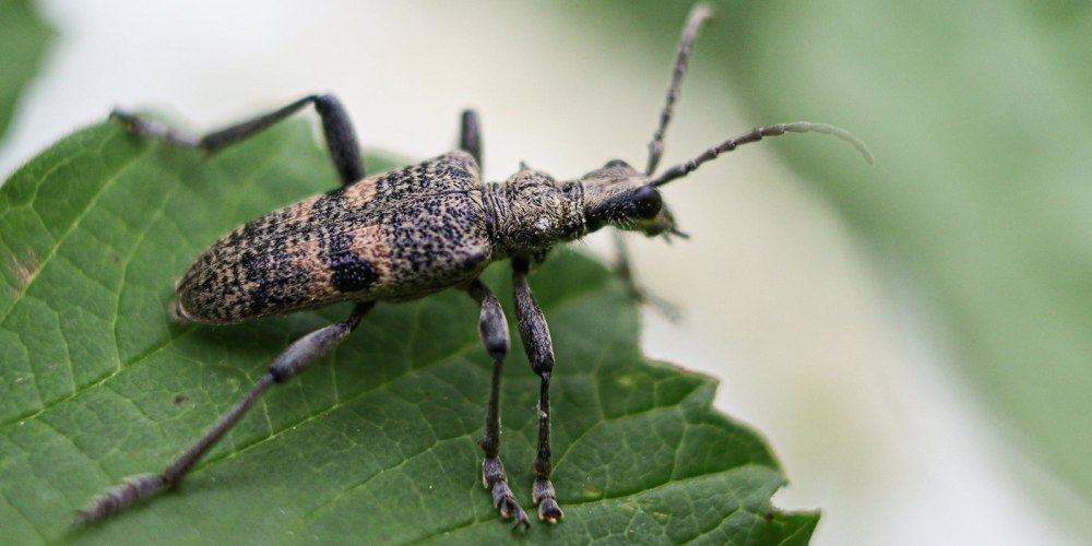 Насекомые лесопарков Москвы