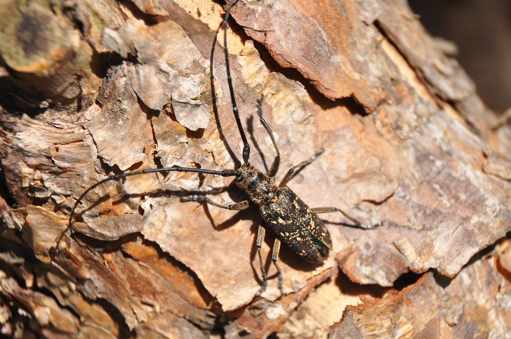 Monochamus Saltuarius