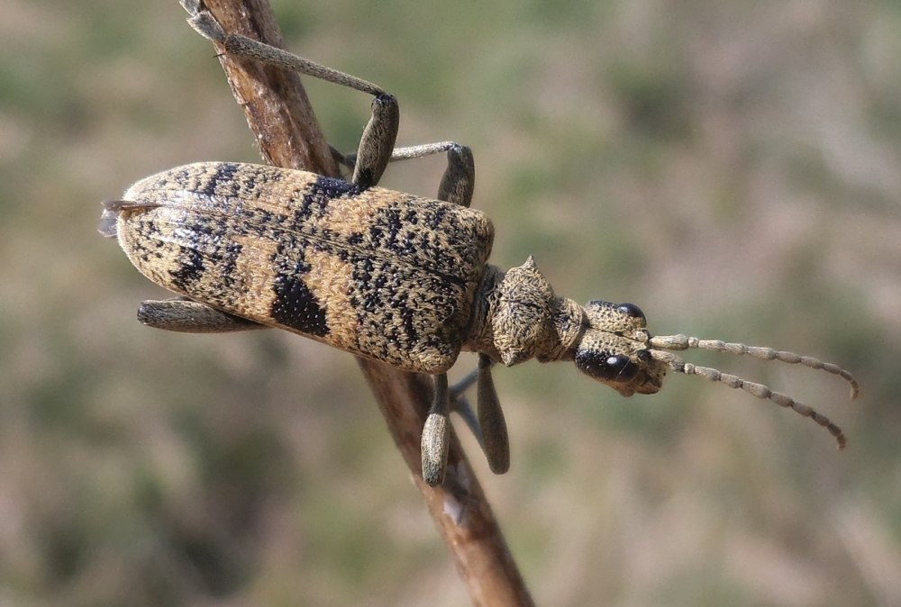 Рагий чернопятнистый
