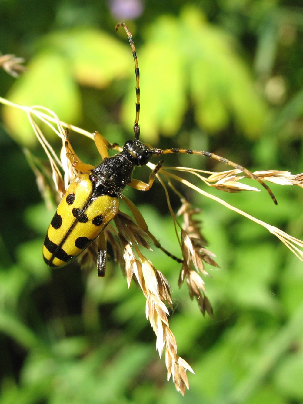 Усач Жук Странгалия