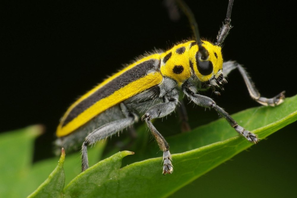 Полосатый желтый Жук