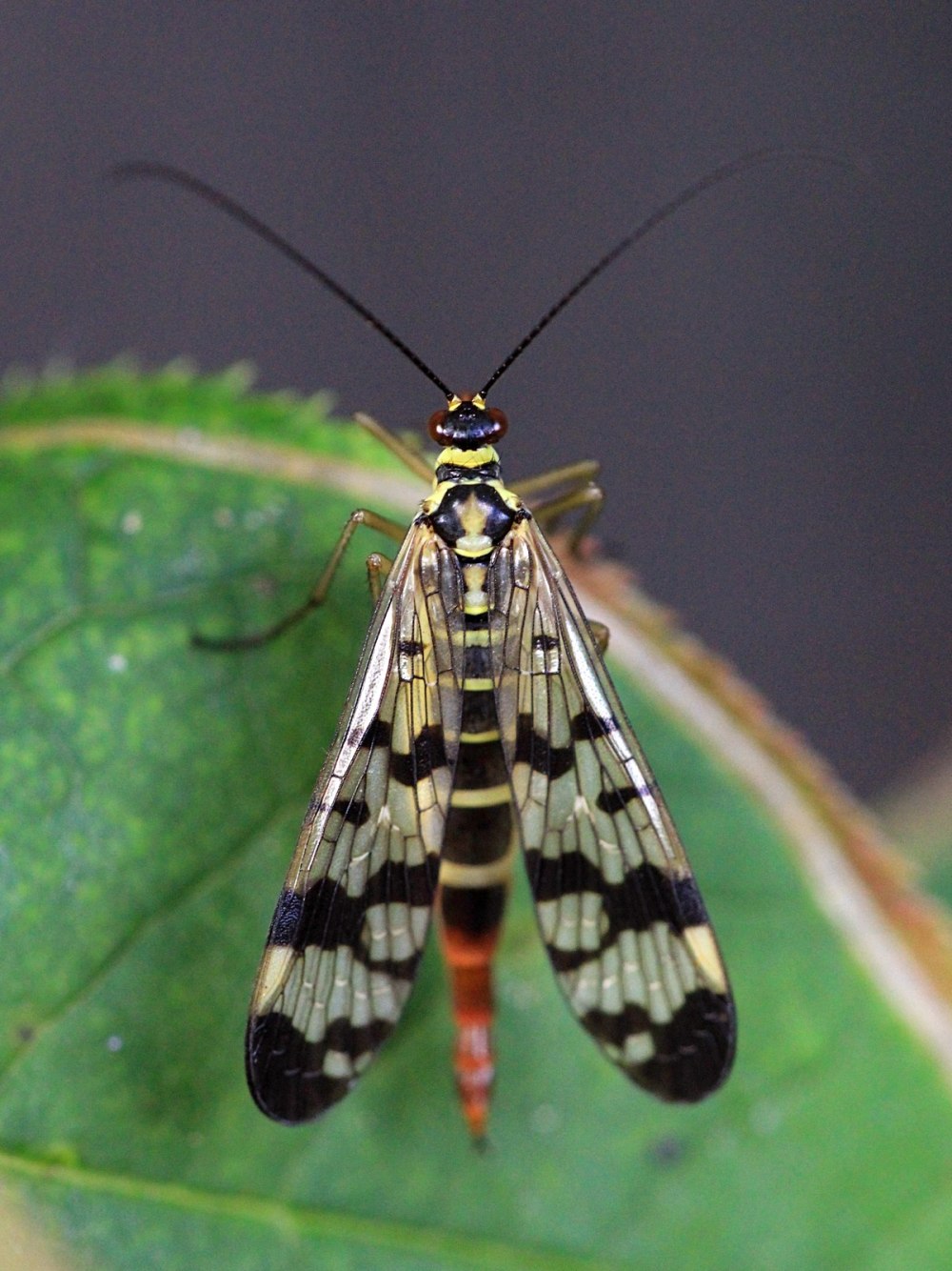 Комар ручейник