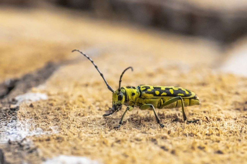 Жук усач полосатый