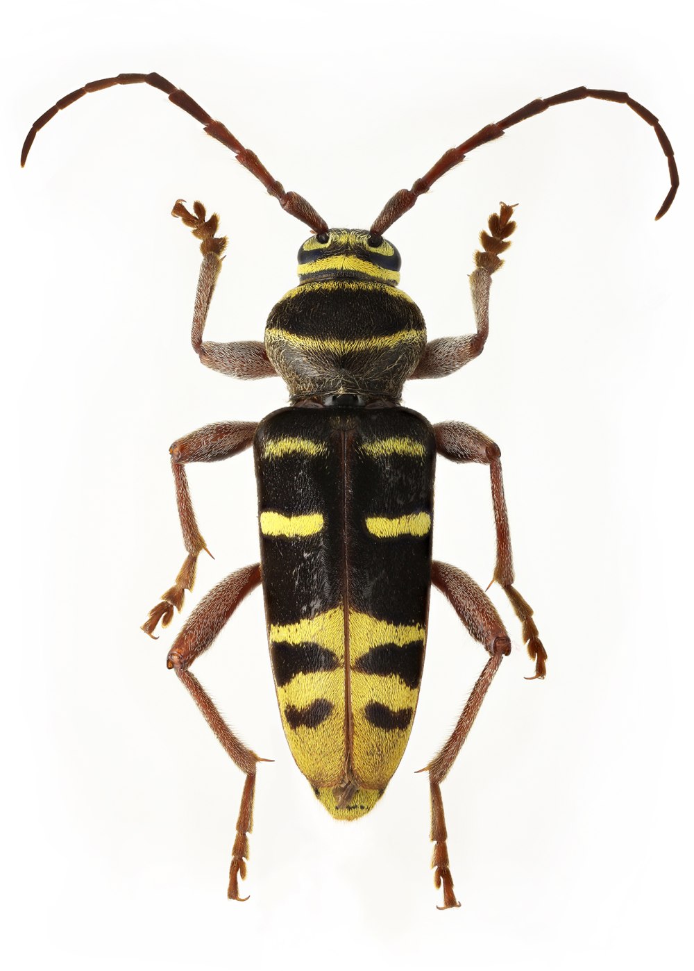 Plagionotus arcuatus