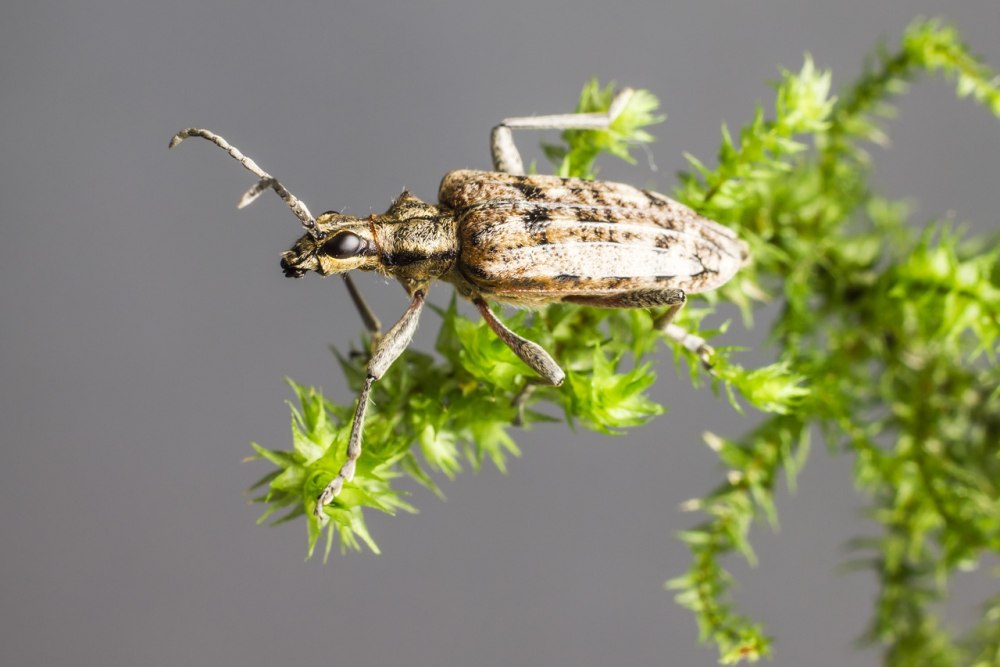Усачи глазчатые вредители