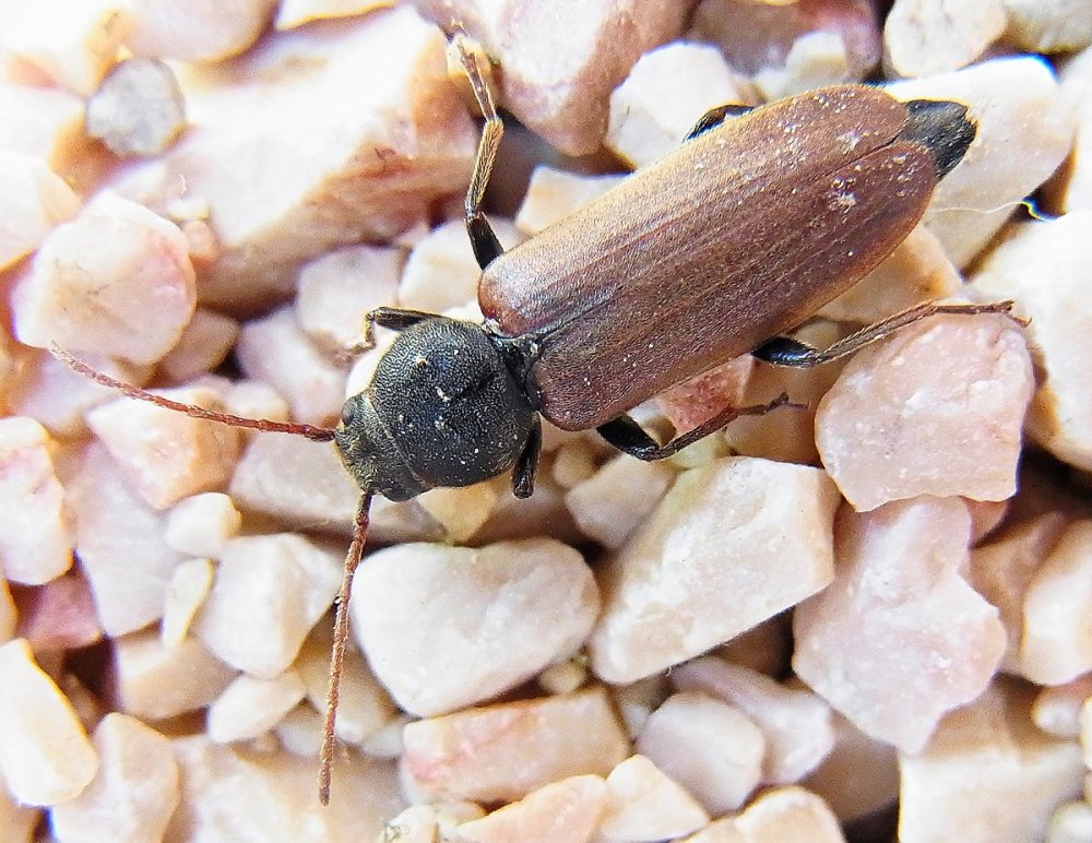 Триба Asemini: Asemum striatum