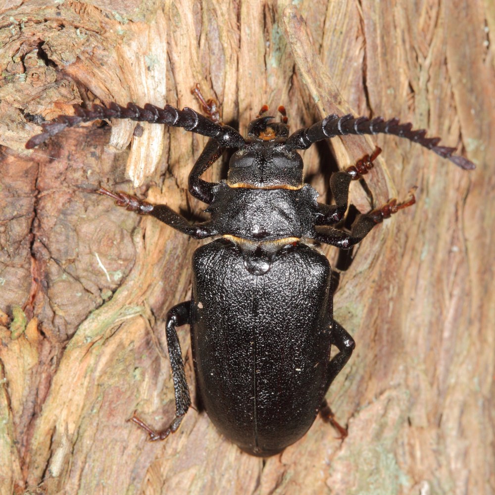 Жук усач дровосек