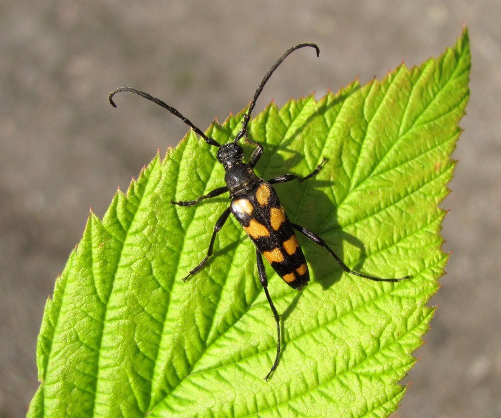 Лептура четырехполосая