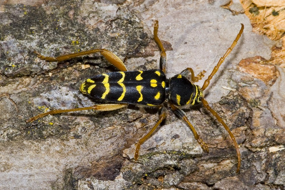 Усач пестрый Plagionotus detritus