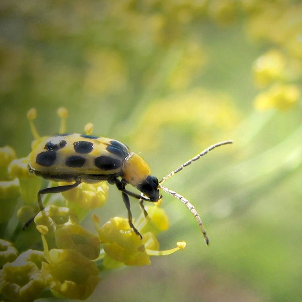 Жук диабротика