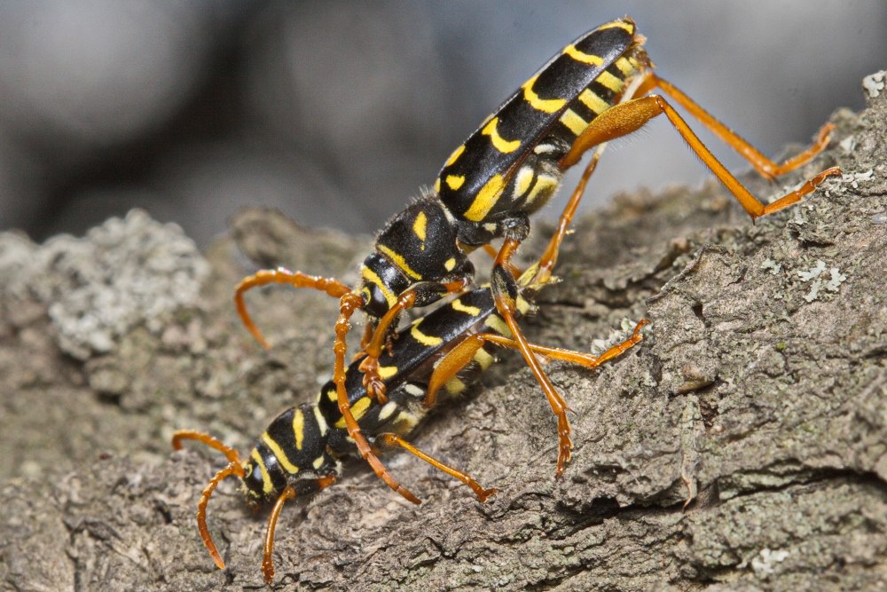 Plagionotus arcuatus