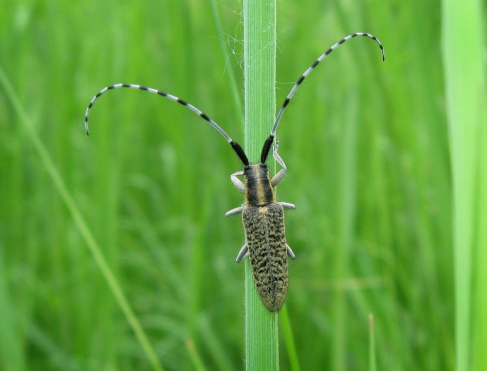 Жук усач Acanthocinus aedilis