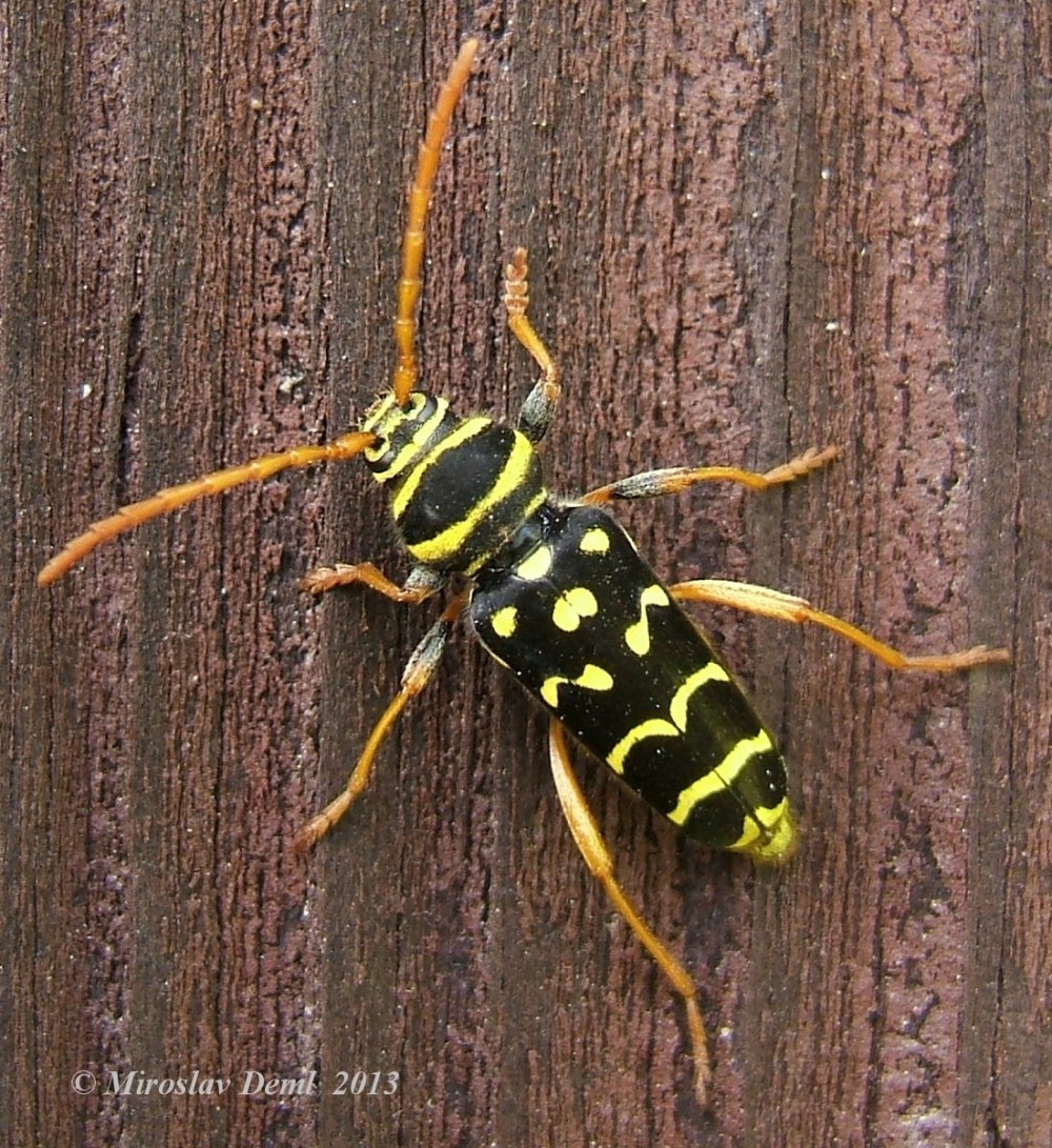 Пестрый Жук усач