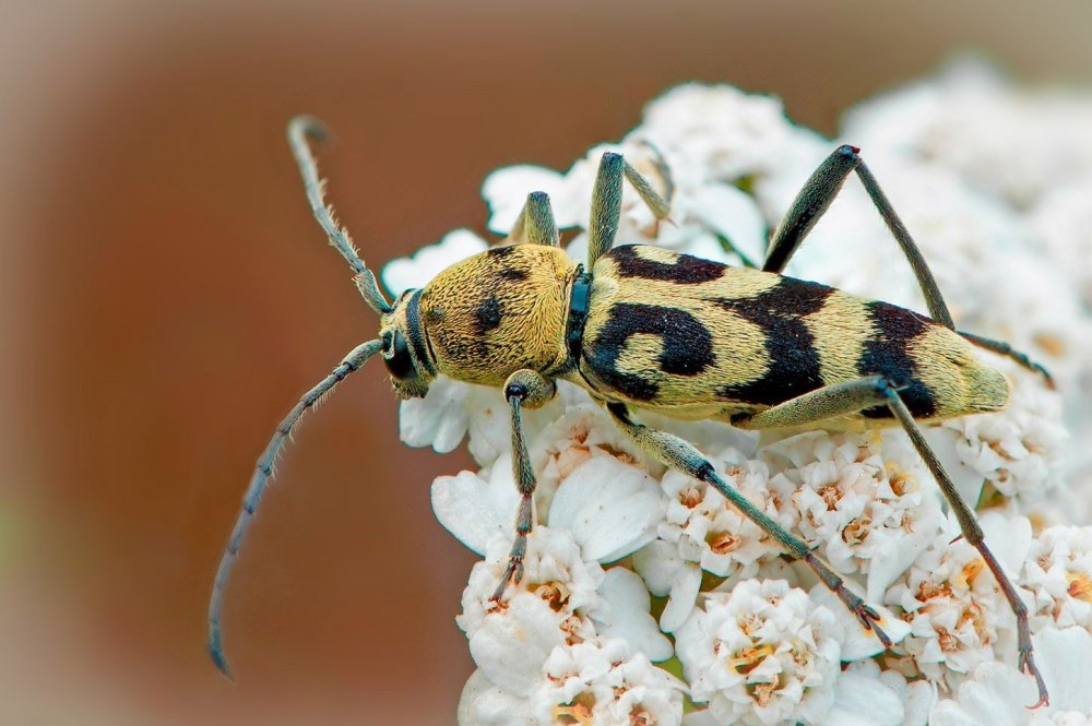 Жук усач Мимикрия