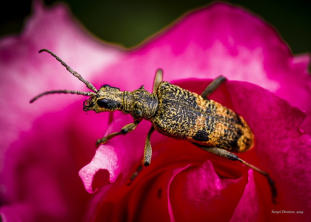 Жук рагий фото