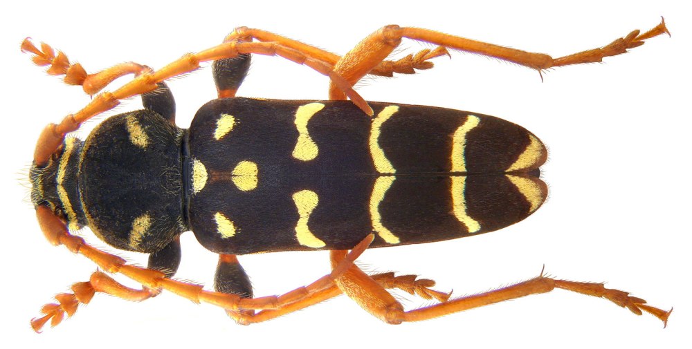 Plagionotus speciosus