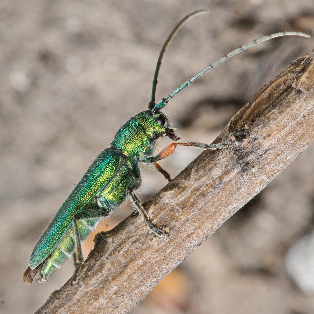 Триба олмедиевые представители фото