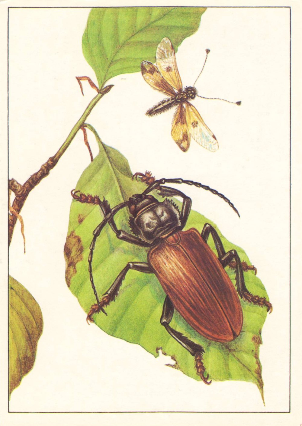 Мультяшный усач