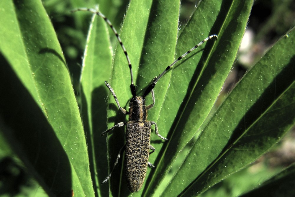 Жук дубовый усач Кожевник