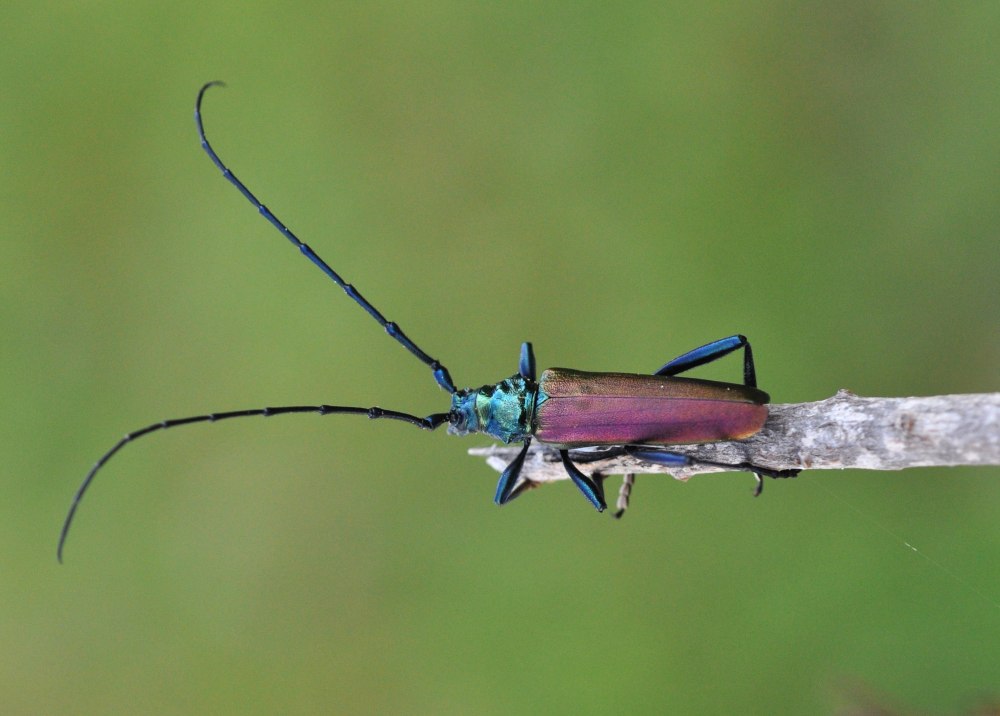 Мускусный Жук усач дровосек