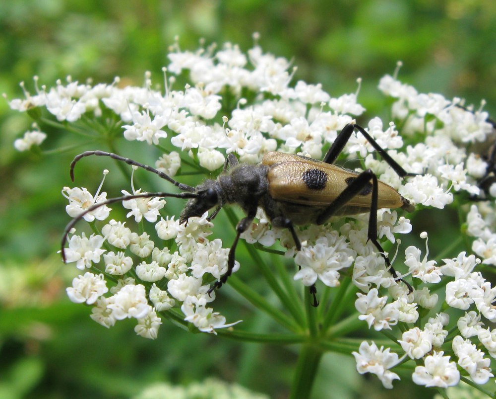 Pachyta quadrimaculata (четырёхпятнистая Пахита)