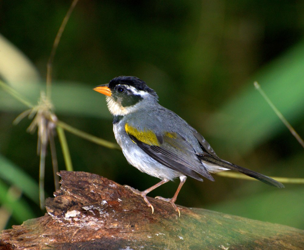 Buarremon assimilis