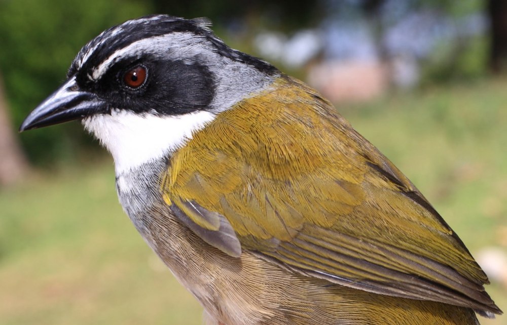 Green-Striped Brush-Finch