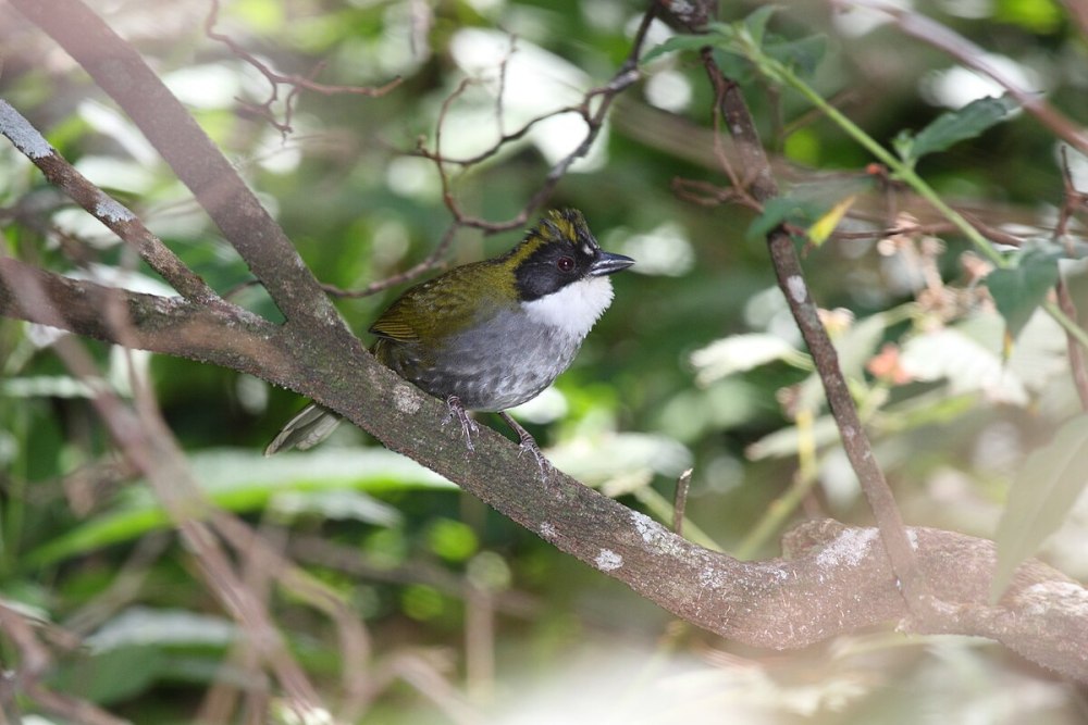 Green-Striped Brush-Finch
