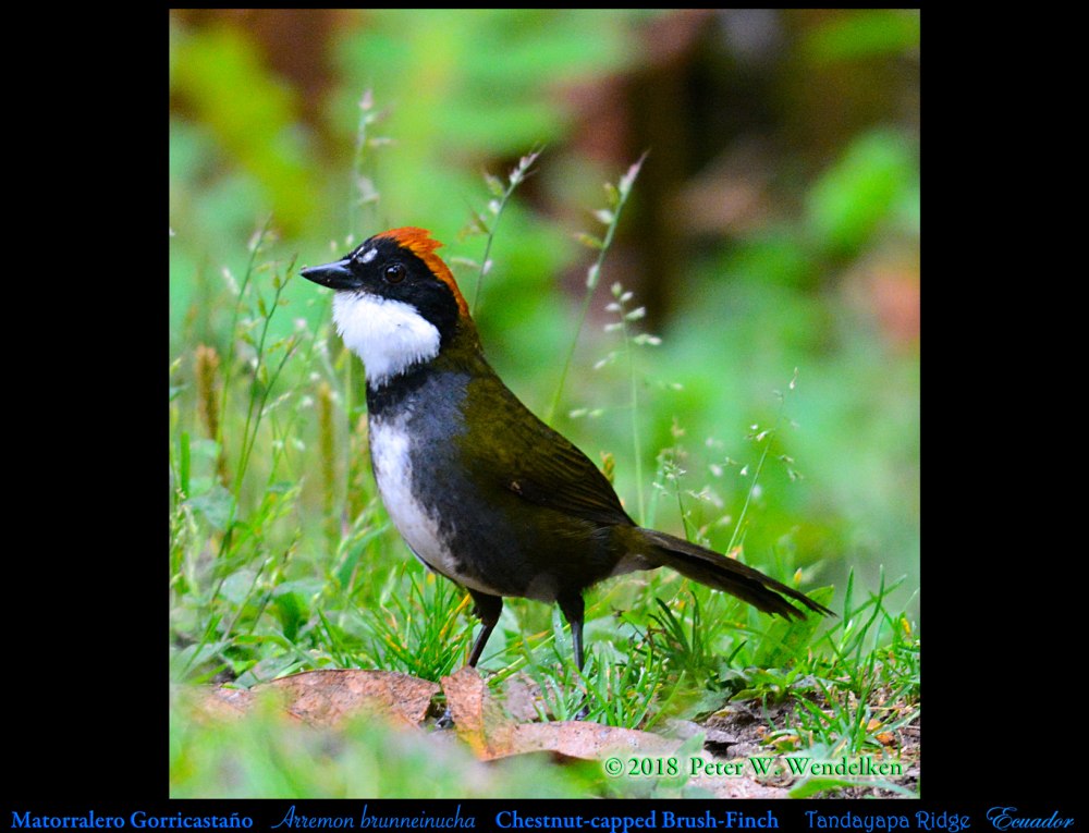 White-naped Brush-Finches