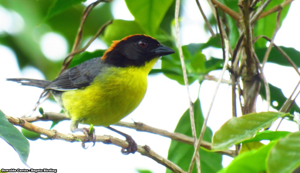 Chlorostilbon russatus