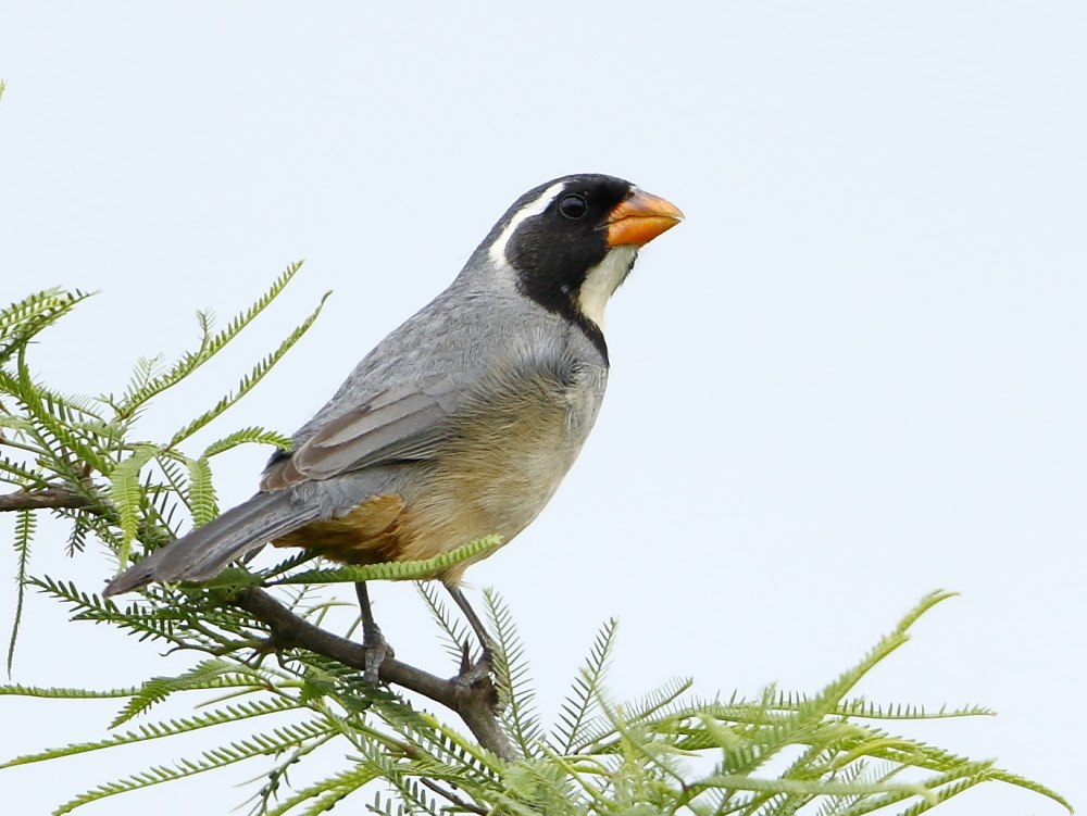 Saltator