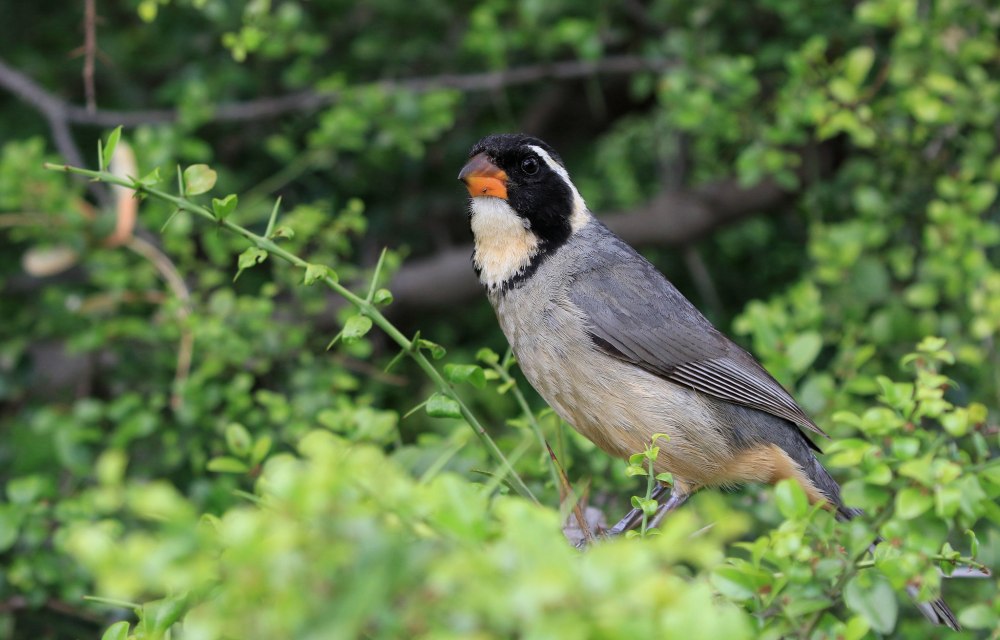 Streaked Saltator