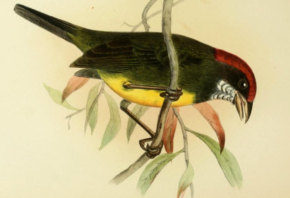 Monoculodes crassirostris